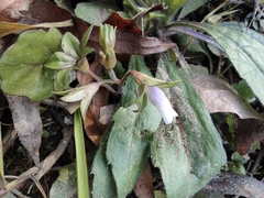 Mazus miquelii