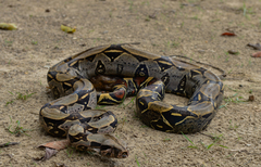 Boa constrictor constrictor