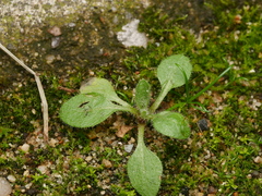 Erigeron canadensis