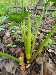 Arum maculatum