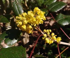 Berberis aquifolium