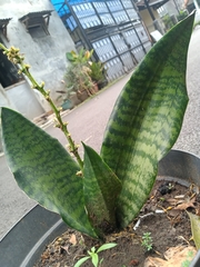 Sansevieria hyacinthoides