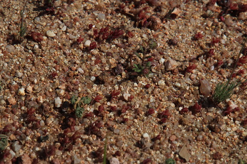 Crassula hirsuta
