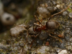Lasius