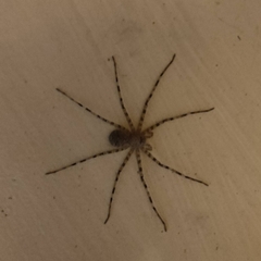 Heteropodinae