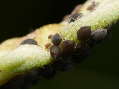 Aphis hederae