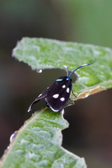 Chrysartona stipata