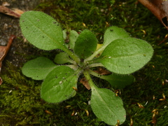 Erigeron canadensis