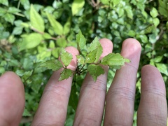 Eleutherococcus trifoliatus setosus
