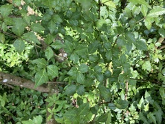 Eleutherococcus trifoliatus setosus