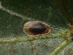 Lichtensia viburni