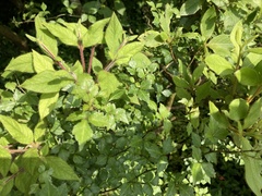 Eleutherococcus trifoliatus setosus