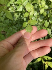 Eleutherococcus trifoliatus setosus