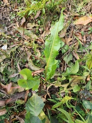 Rumex acetosa