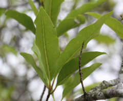 Syzygium nervosum