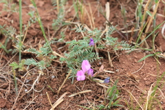 Astragalus angarensis