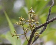 Syzygium nervosum