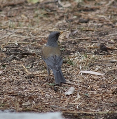Turdus rufopalliatus