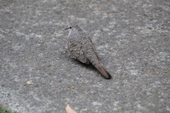 Columbina inca