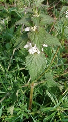 Lamium album