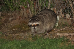 Procyon lotor