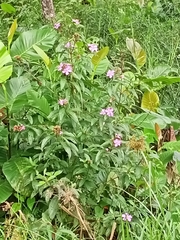 Melastoma malabathricum