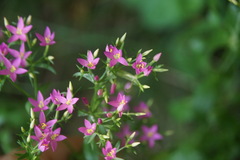 Centaurium erythraea erythraea