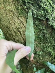 Lepidomicrosorium superficiale