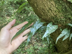 Lepidomicrosorium superficiale