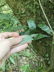 Lepidomicrosorium superficiale