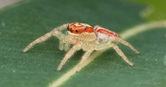 Cytaea alburna