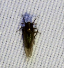 Delphacodes