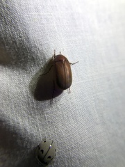 Scarabaeoidea