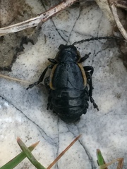 Arima marginata