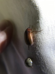 Scarabaeoidea