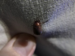 Scarabaeoidea