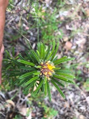 Pultenaea petiolaris