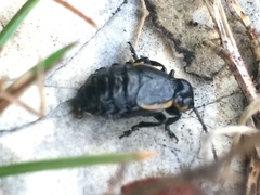 Arima marginata