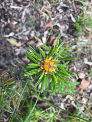 Pultenaea petiolaris
