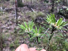 Pultenaea petiolaris