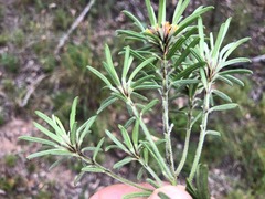 Pultenaea petiolaris