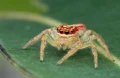 Cytaea alburna