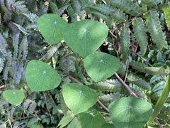 Stephania cephalantha