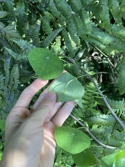 Stephania cephalantha