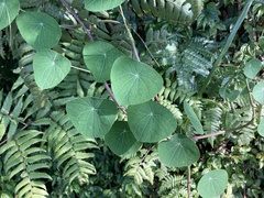 Stephania cephalantha