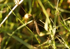 Paralimnophila