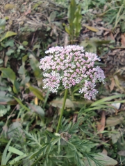 Cnidium monnieri