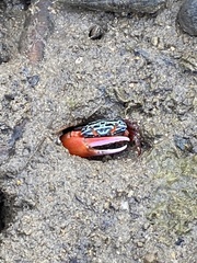 Paraleptuca splendida