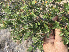 Quercus toumeyi