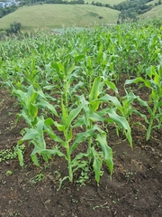 Zea mays mays